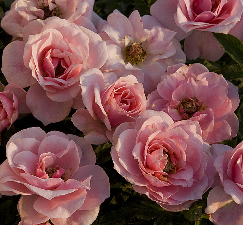 Sweet Sunblaze® Miniature Rose Natorp